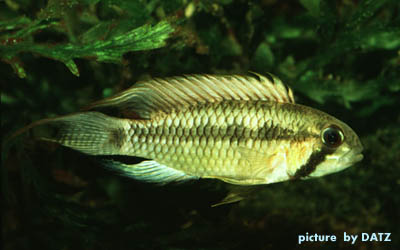 Apistogramma brevis